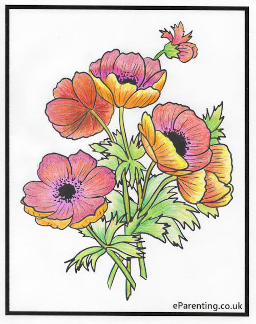 Remembrance Day Poppy Colouring Pictures